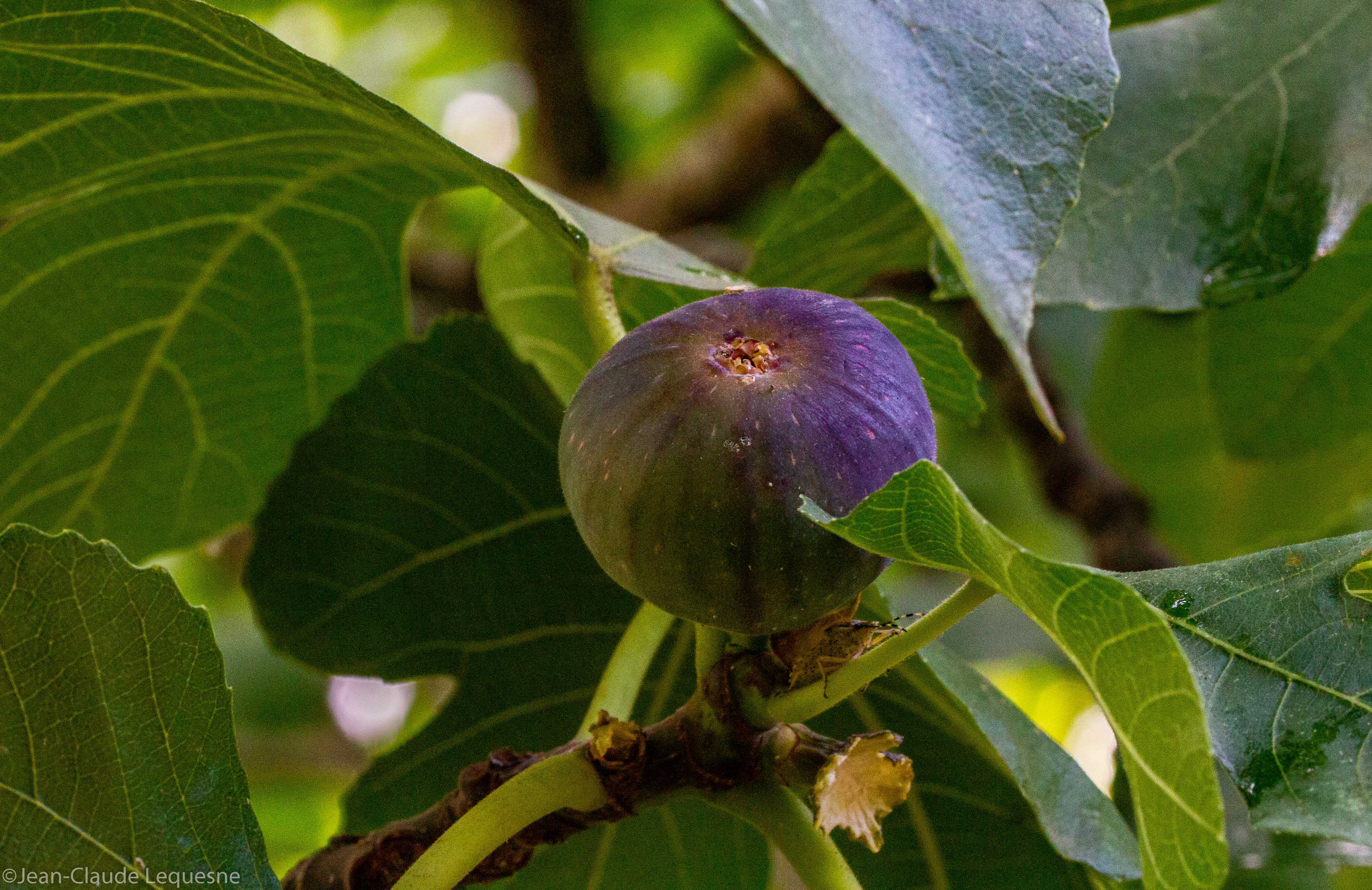 figue violette de colayrac